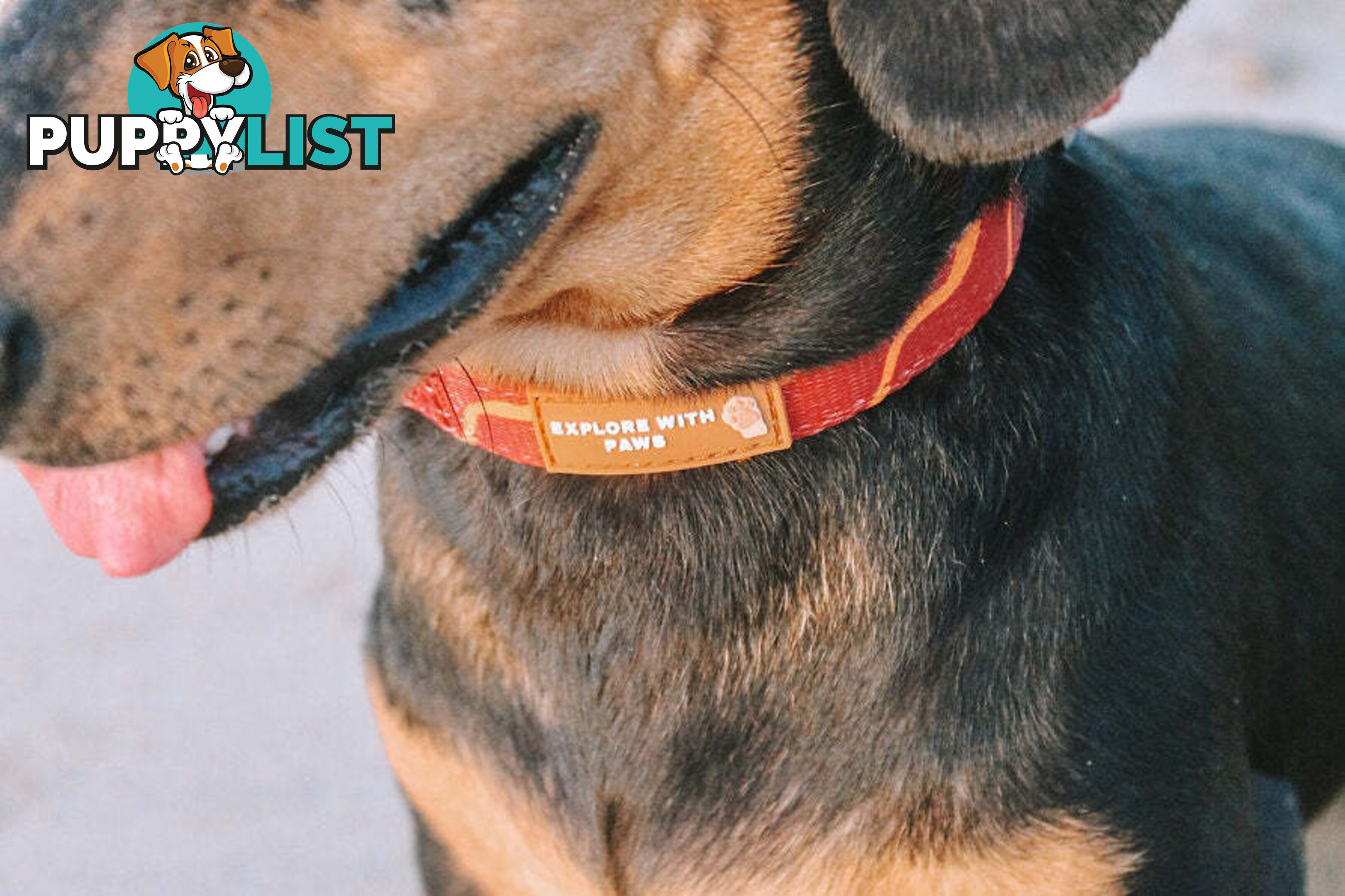 Designer Dog Collars by Explore with Paws - EWPCOLSTIGN