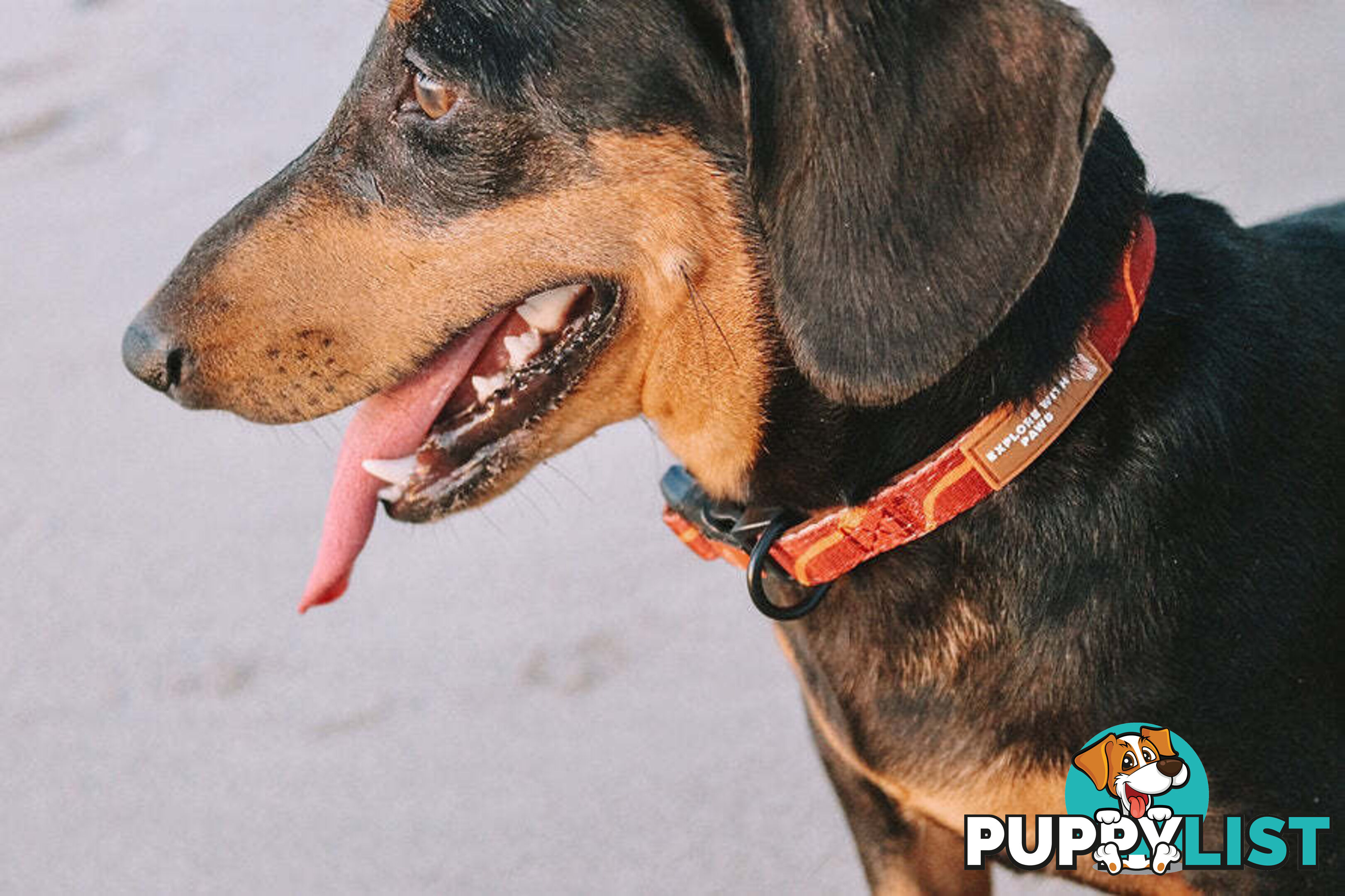 Designer Dog Collars by Explore with Paws - EWPCOLSTIGN