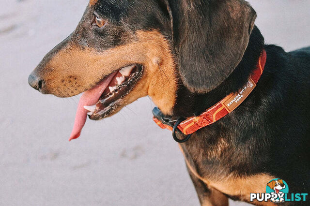 Designer Dog Collars by Explore with Paws - EWPCOLSTIGN