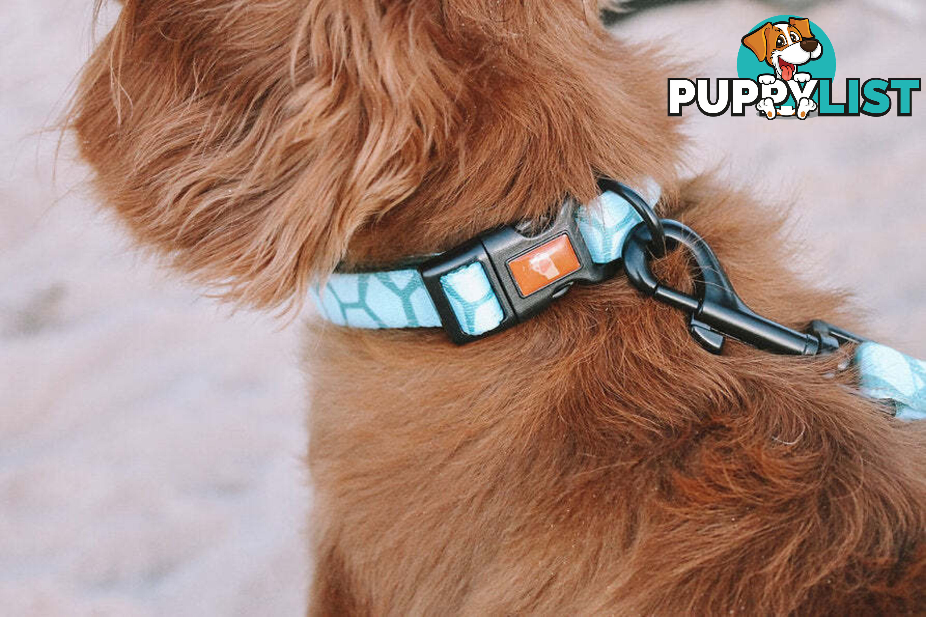 Designer Dog Collars by Explore with Paws - EWPCOLSTIGN