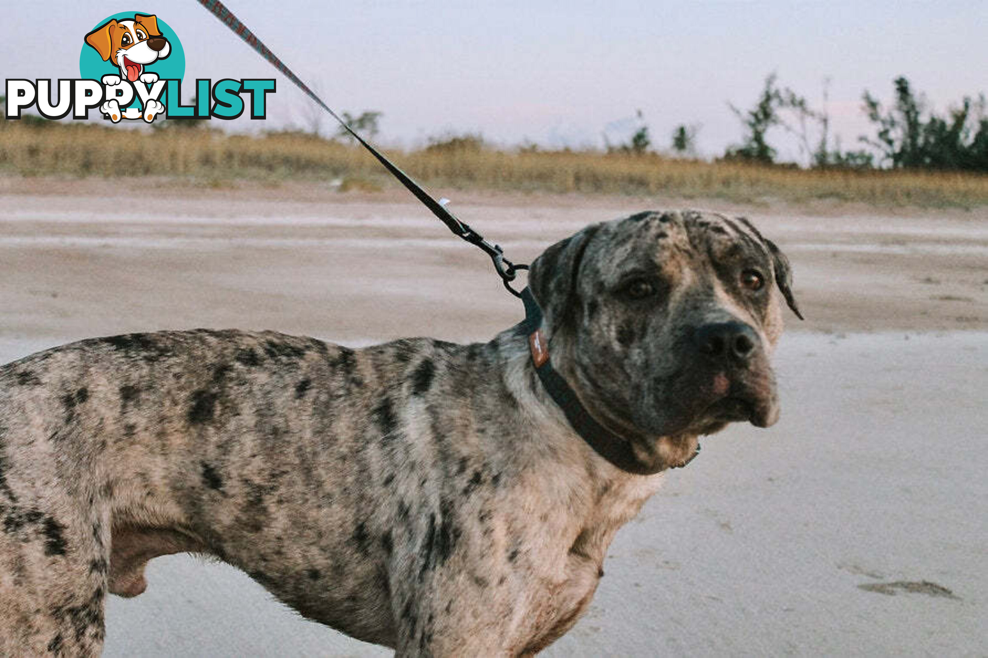 Designer Dog Collars by Explore with Paws - EWPCOLSTIGN