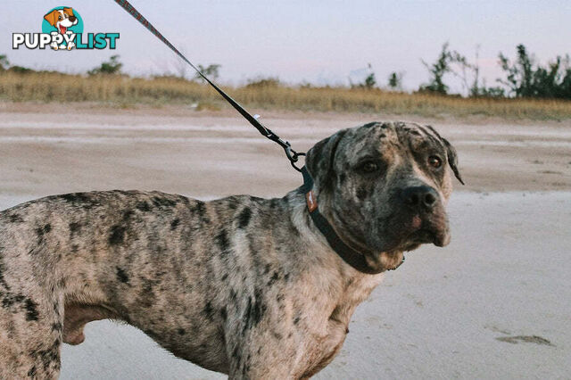 Designer Dog Collars by Explore with Paws - EWPCOLSTIGN
