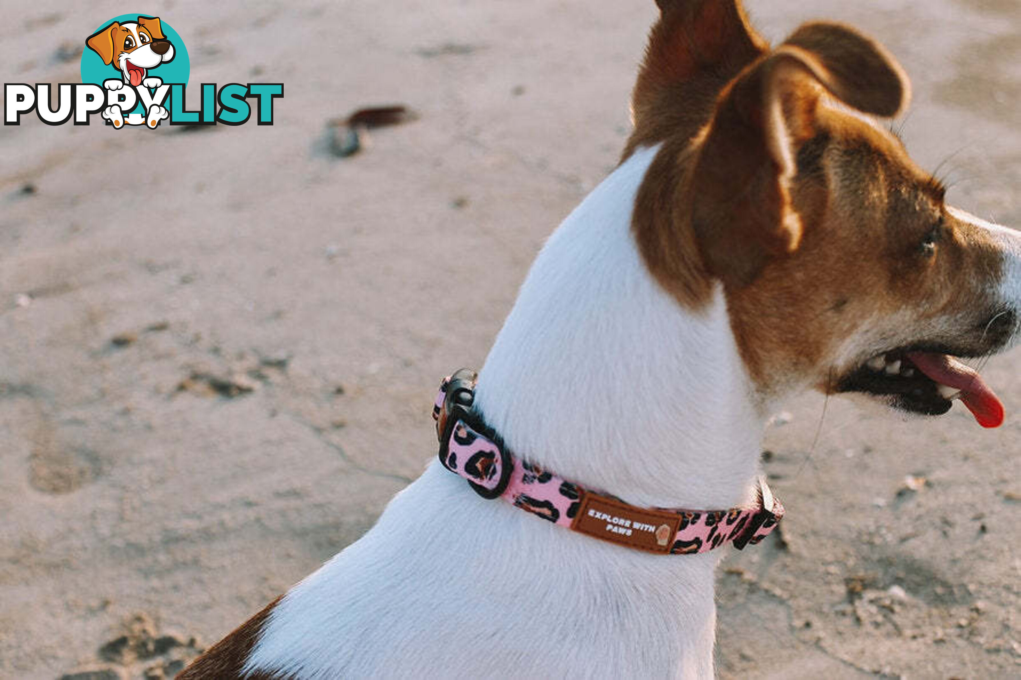 Designer Dog Collars by Explore with Paws - EWPCOLSTIGN