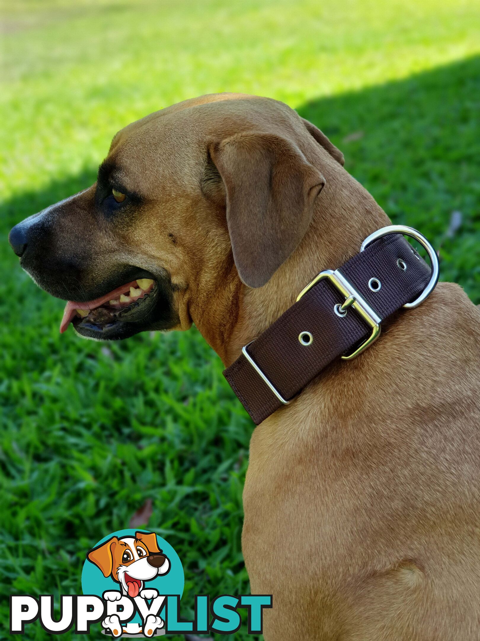 Dog Collar Tough Wide Double Layer Nylon Heavy Duty - Prestige. - PPP-18-1350-28-BK