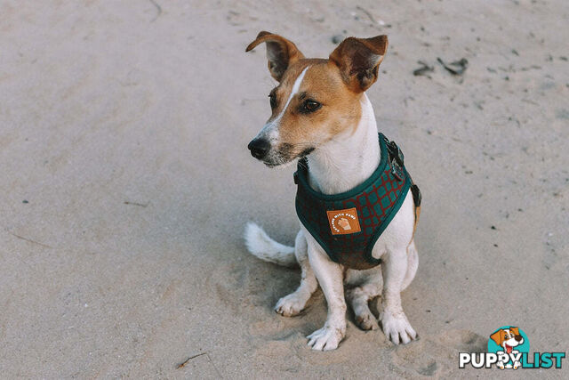 Designer Dog Harness by Explore with Paws - EWPHARTURMN