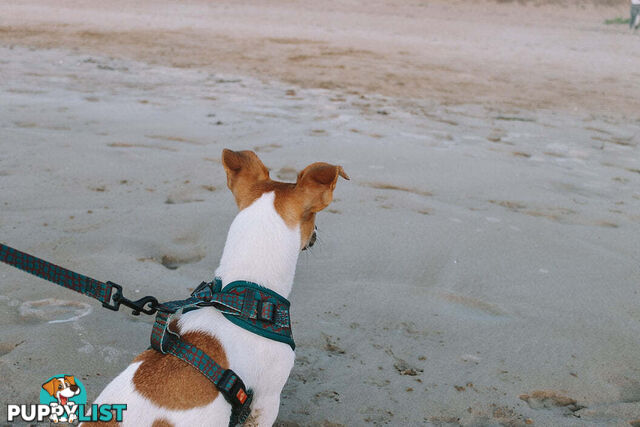 Designer Dog Harness by Explore with Paws - EWPHARTURMN