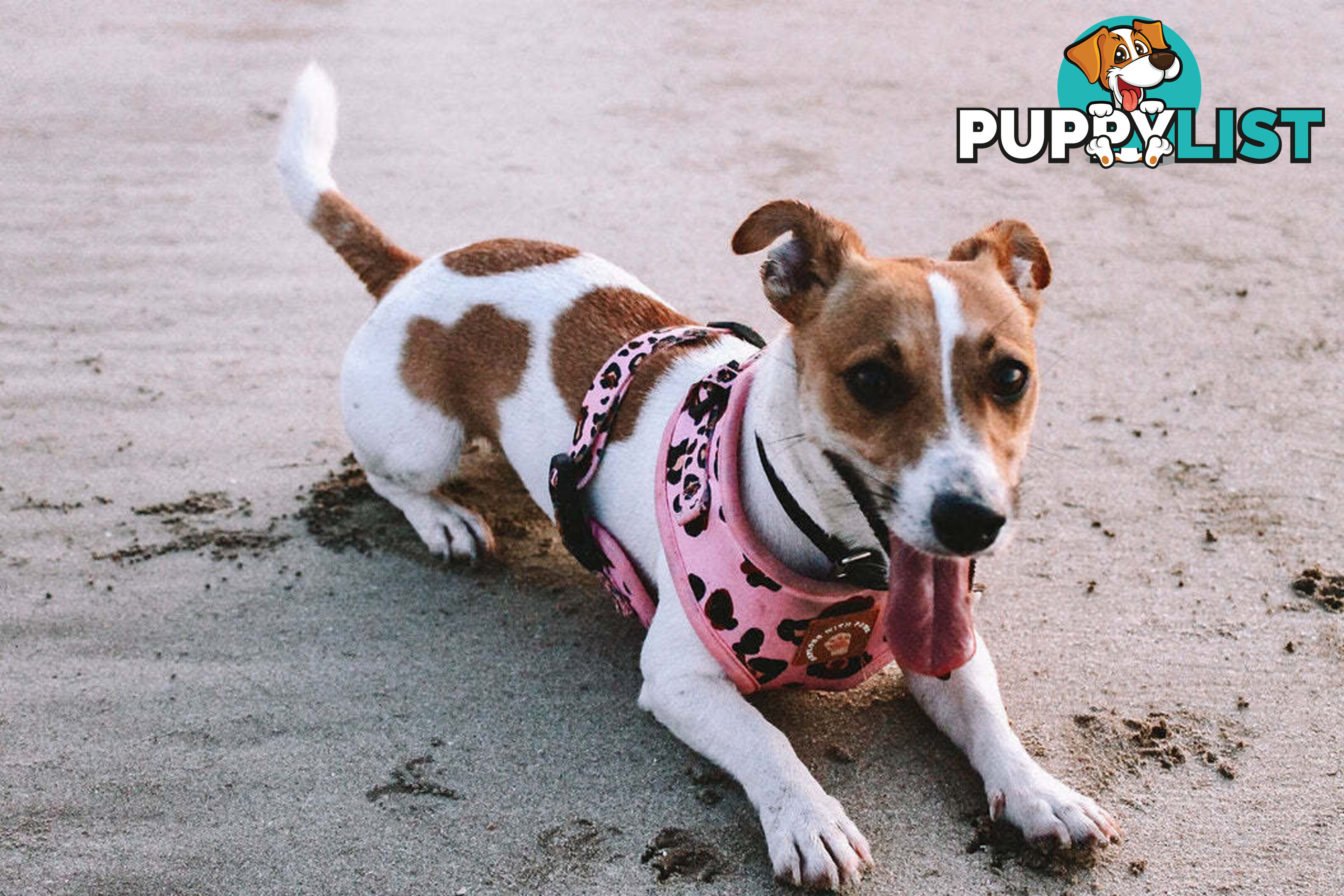 Designer Dog Harness by Explore with Paws - EWPHARTURMN