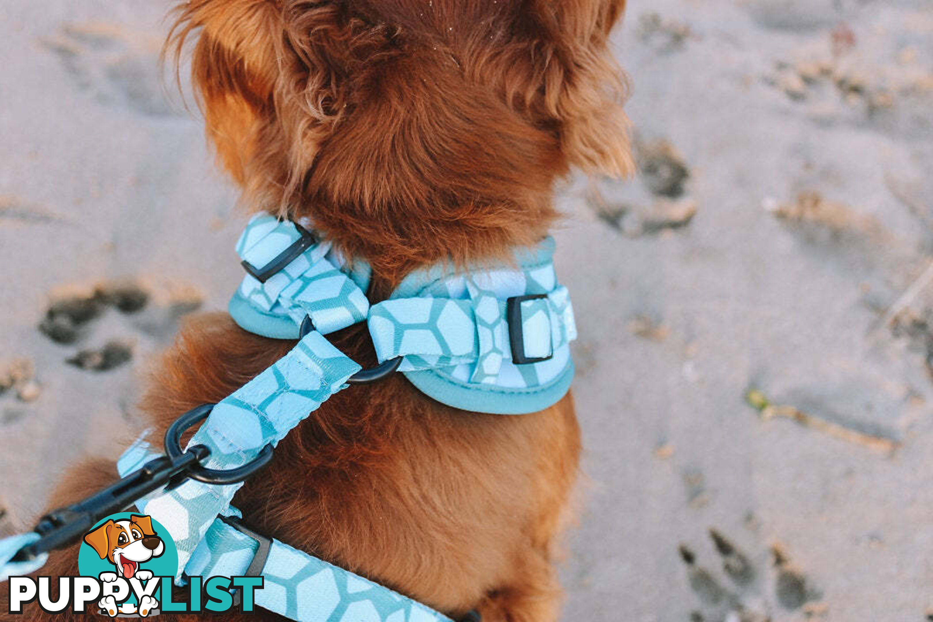 Designer Dog Harness by Explore with Paws - EWPHARTURMN