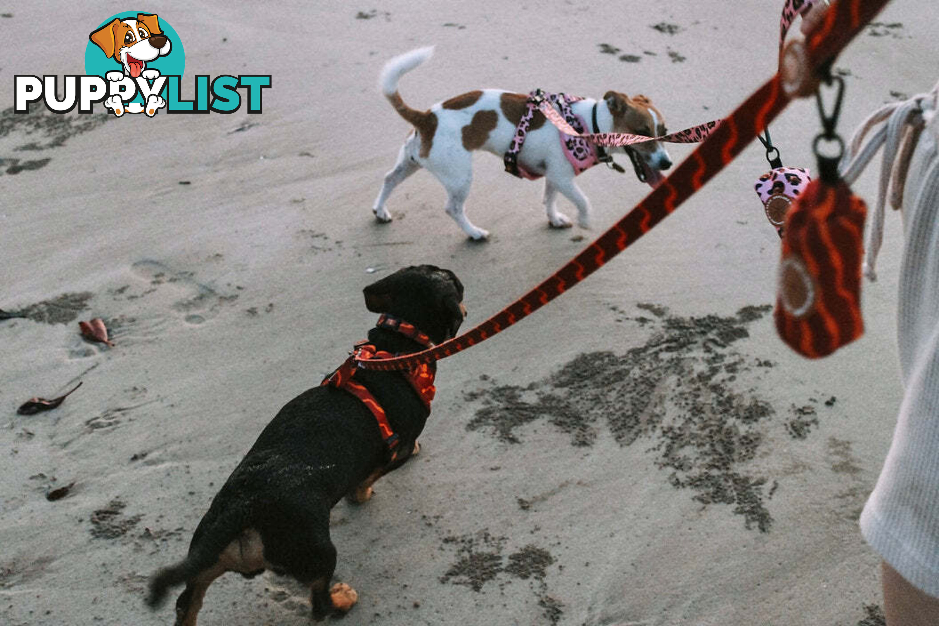 Designer Dog Harness by Explore with Paws - EWPHARTURMN