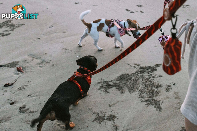 Designer Dog Harness by Explore with Paws - EWPHARTURMN