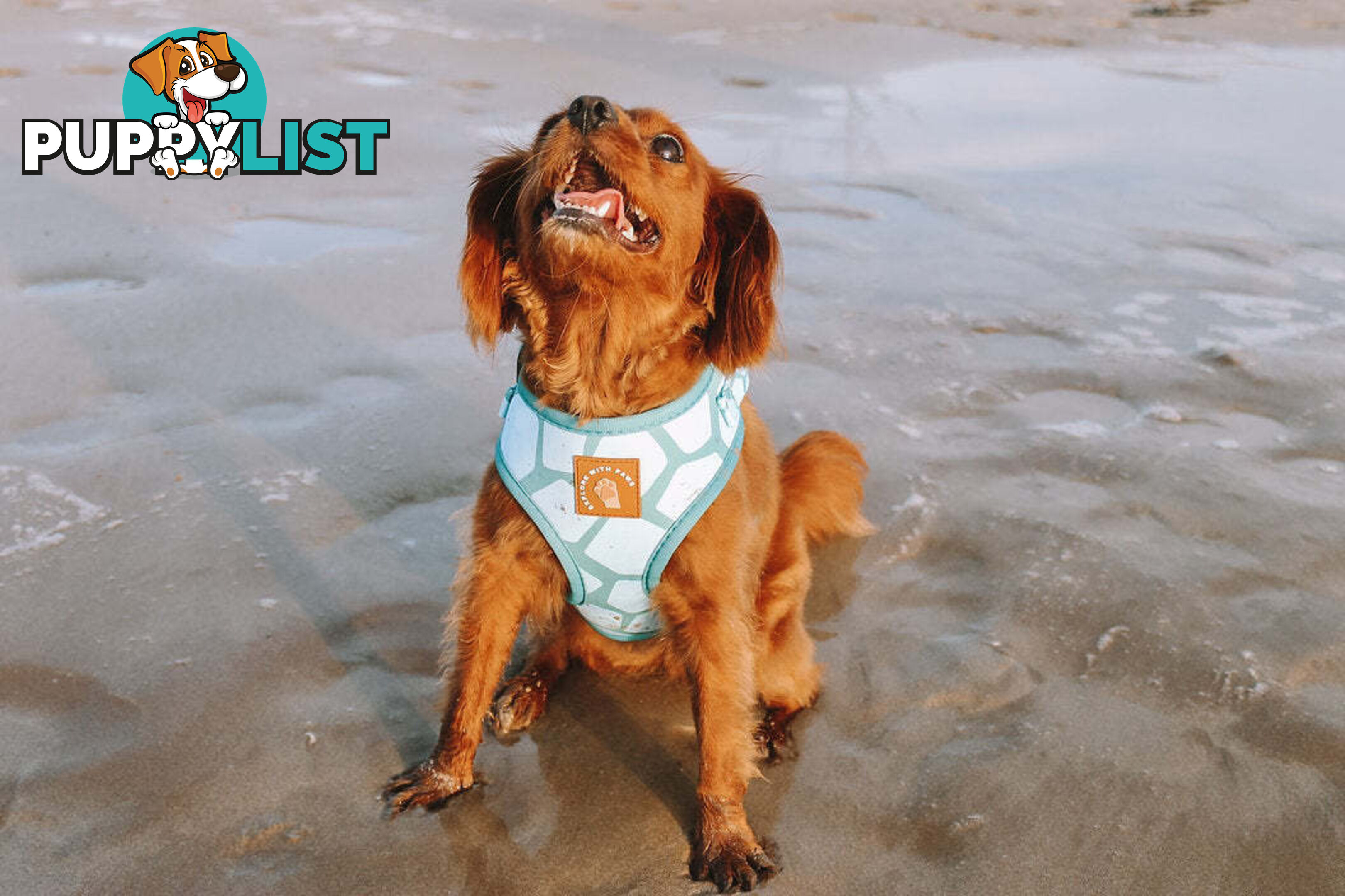 Designer Dog Harness by Explore with Paws - EWPHARTURMN