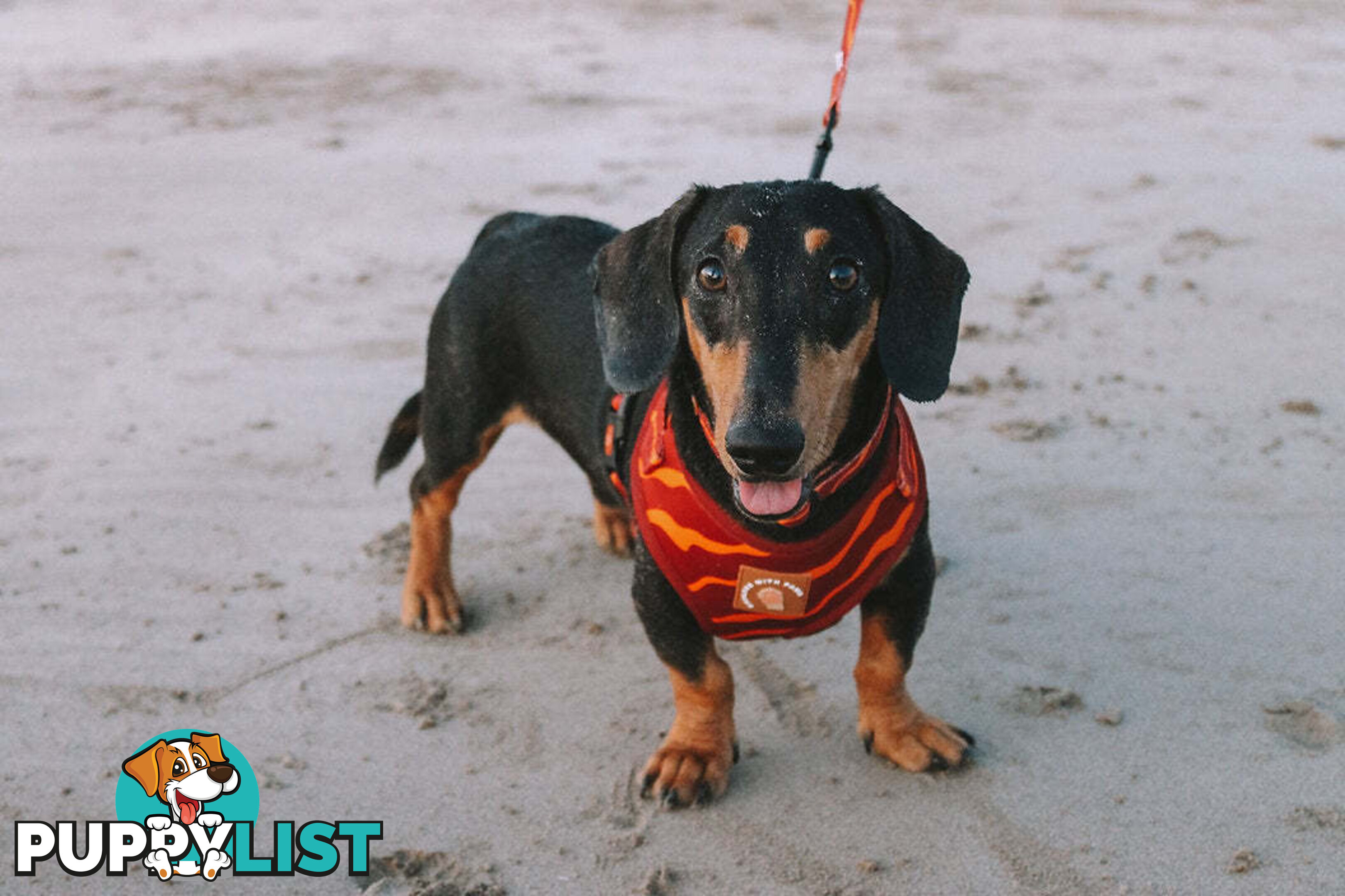 Designer Dog Harness by Explore with Paws - EWPHARTURMN