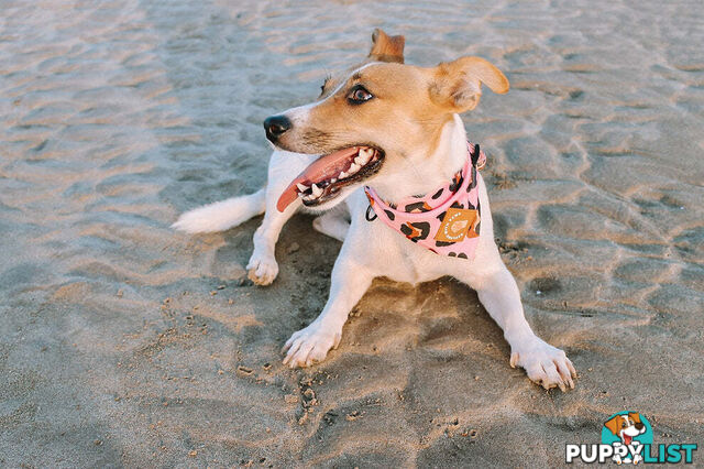 Designer Dog Bandana's by Explore with Paws - EWPBANMTIG