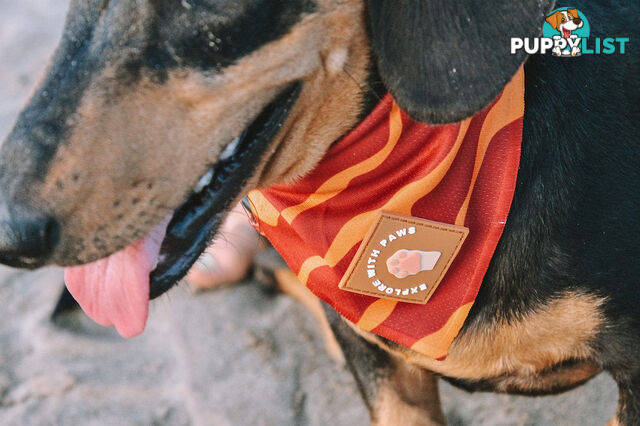 Designer Dog Bandana's by Explore with Paws - EWPBANMTIG