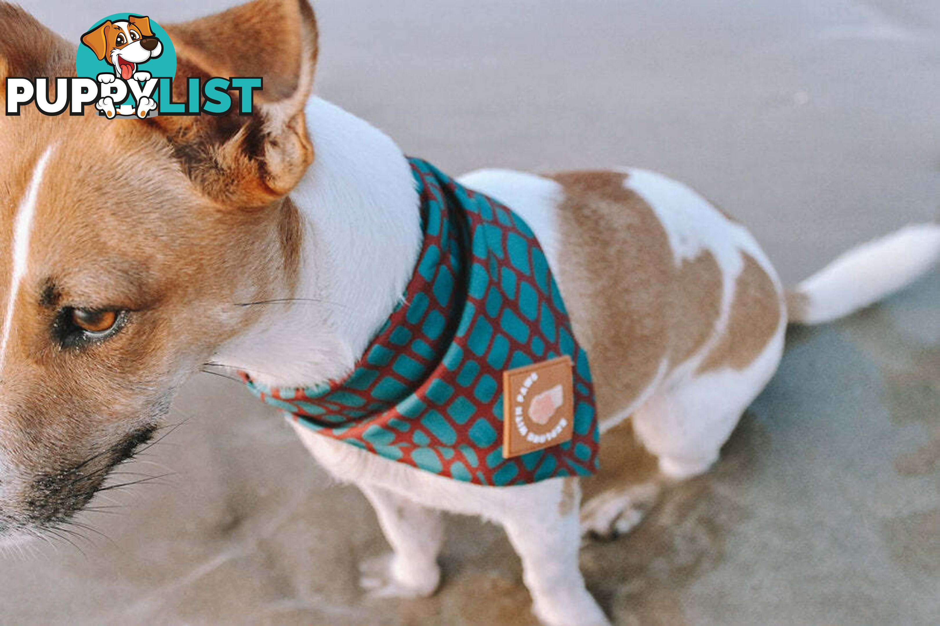Designer Dog Bandana's by Explore with Paws - EWPBANMTIG