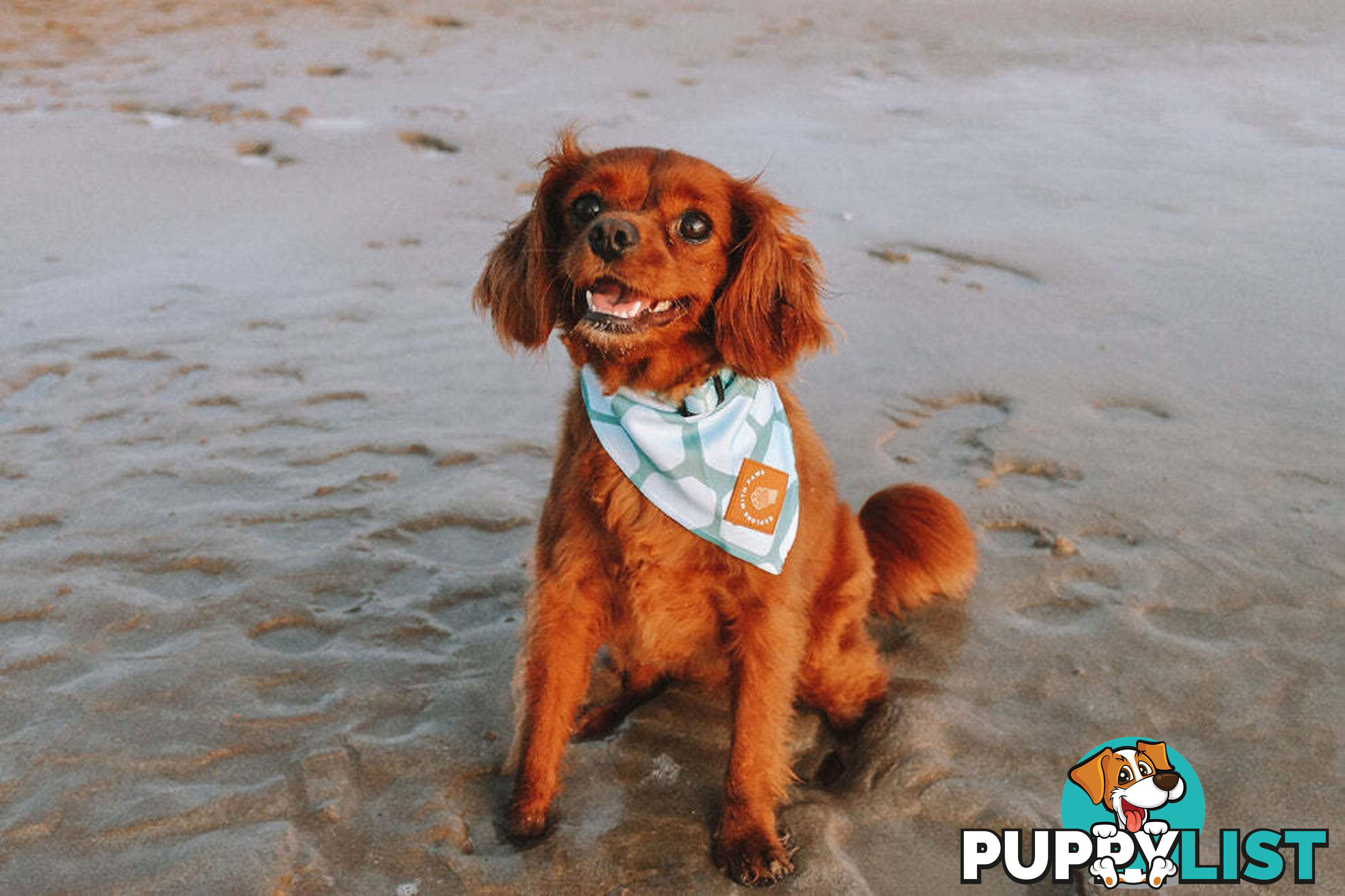Designer Dog Bandana's by Explore with Paws - EWPBANMTIG