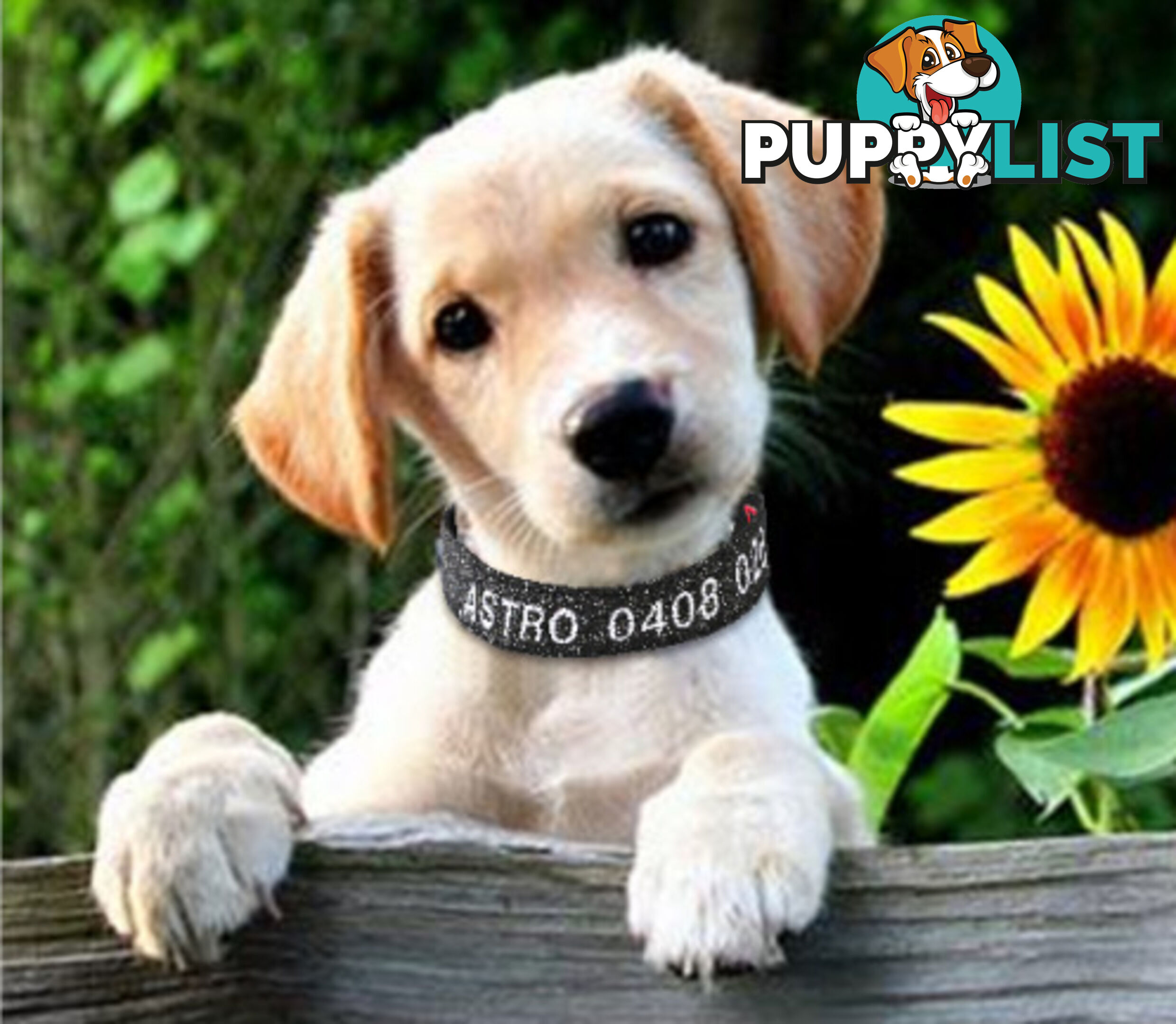 Doggie ID Collar - Bling Glitter Overlay Nylon Collar, Embroidered Personised Custom. - GC-DIC-BLING-L-BLK