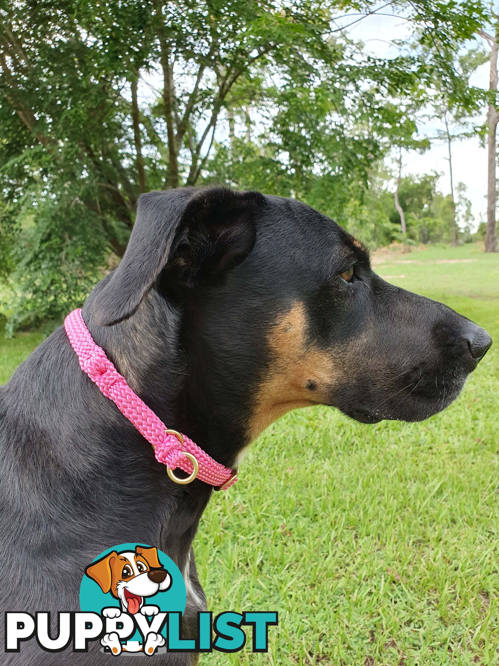 No Stitching Dog Collars Tough Yarnix - YNXCOLSLP20XLBLK