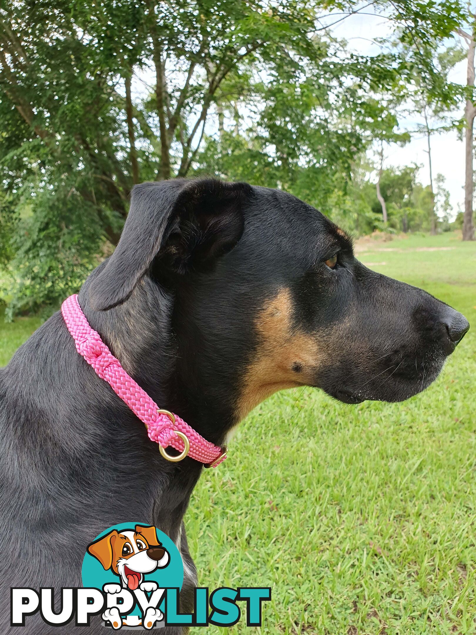 No Stitching Dog Collars Tough Yarnix - YNXCOLSLP10MGRN
