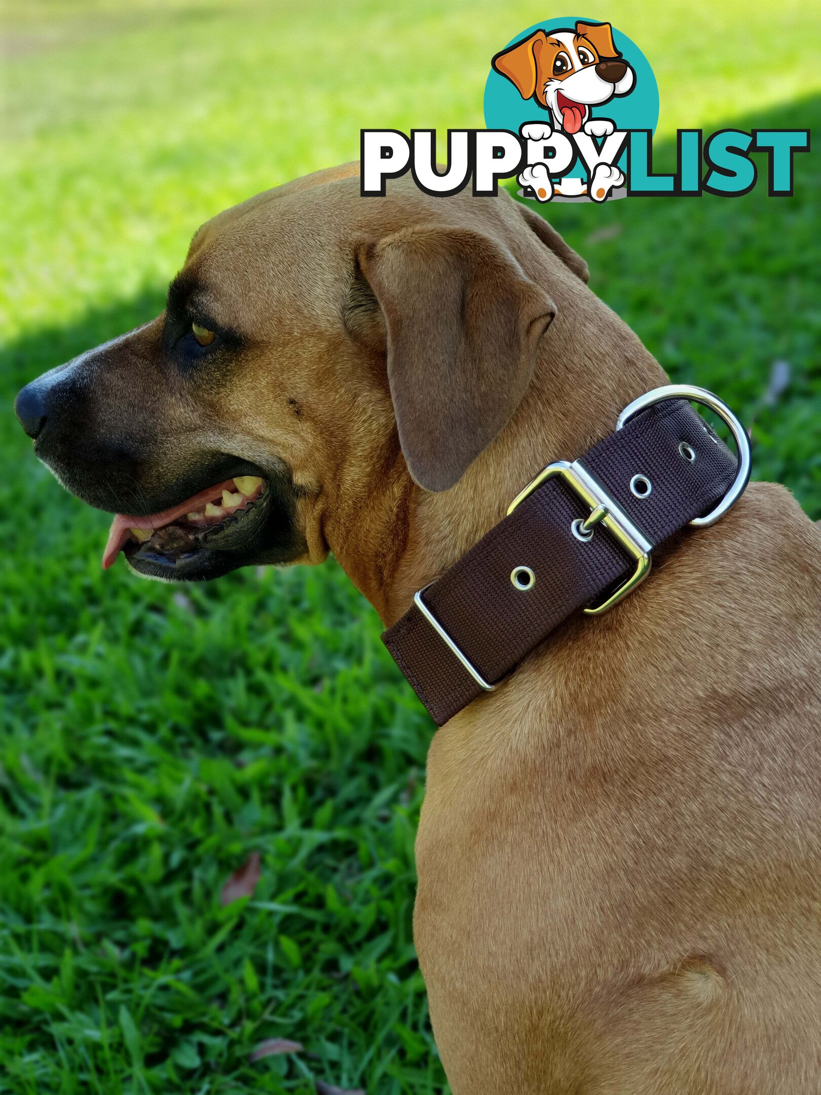 Dog Collar Tough Wide Double Layer Nylon Heavy Duty - Prestige. - PPP-18-1350-20-BK