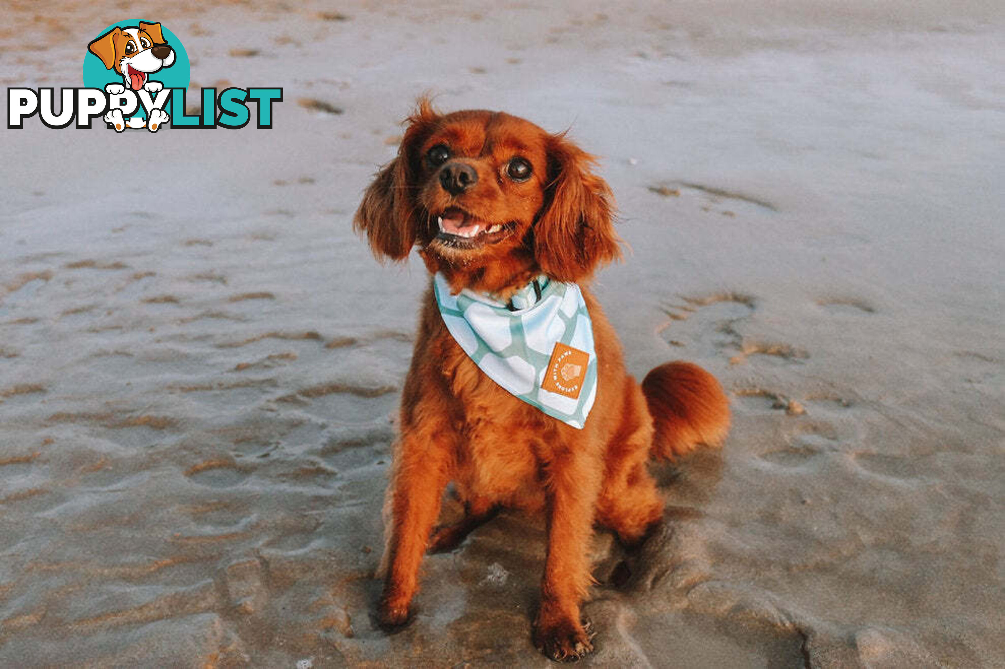 Designer Dog Bandana's by Explore with Paws - EWPBANMCRO