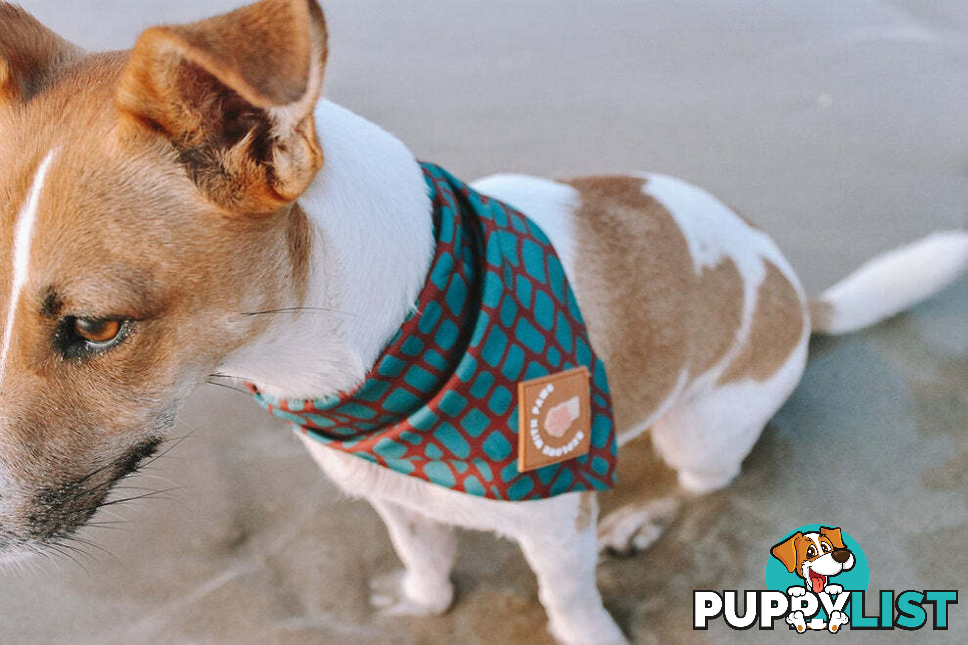 Designer Dog Bandana's by Explore with Paws - EWPBANMCRO