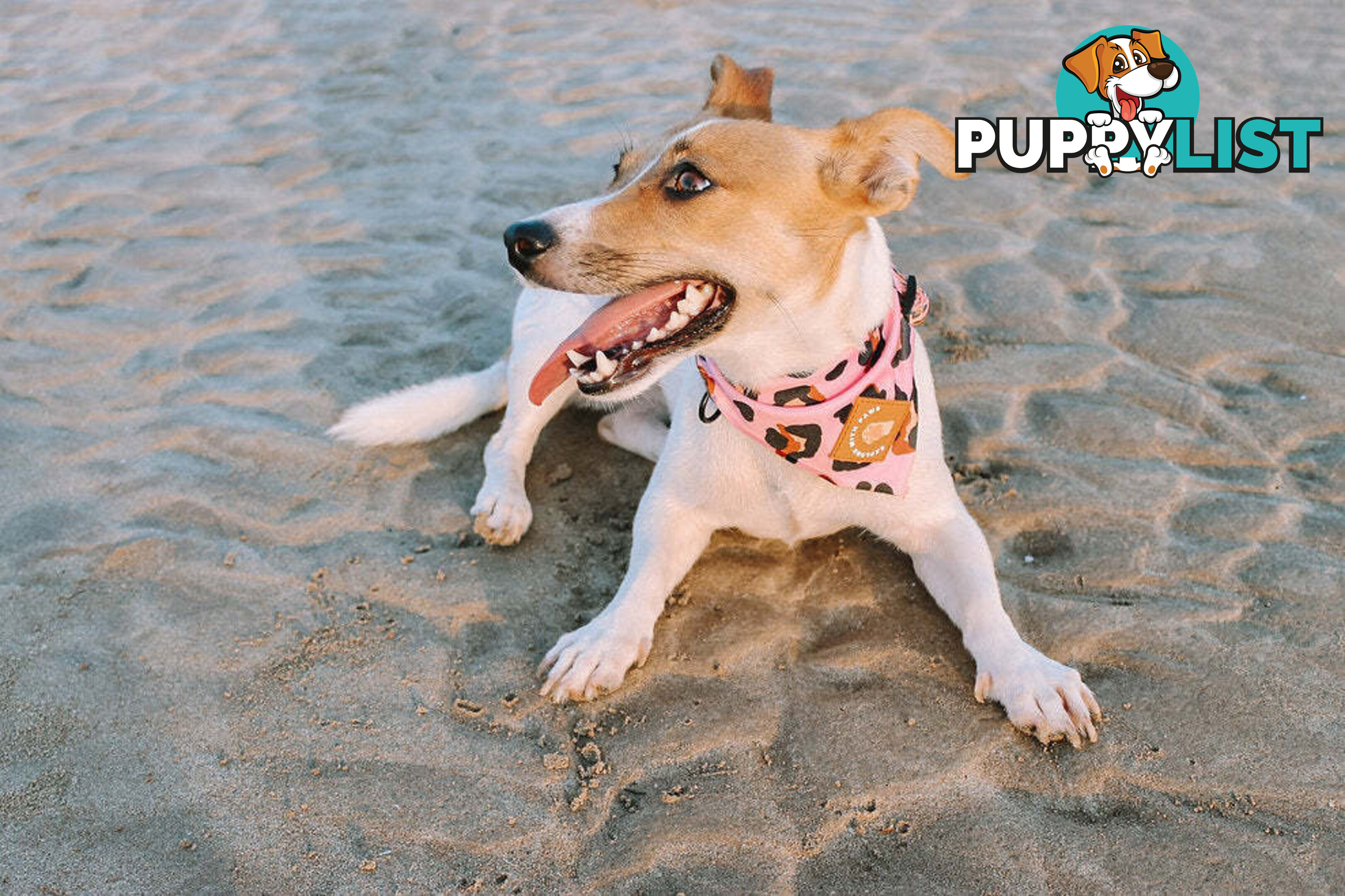 Designer Dog Bandana's by Explore with Paws - EWPBANMCRO