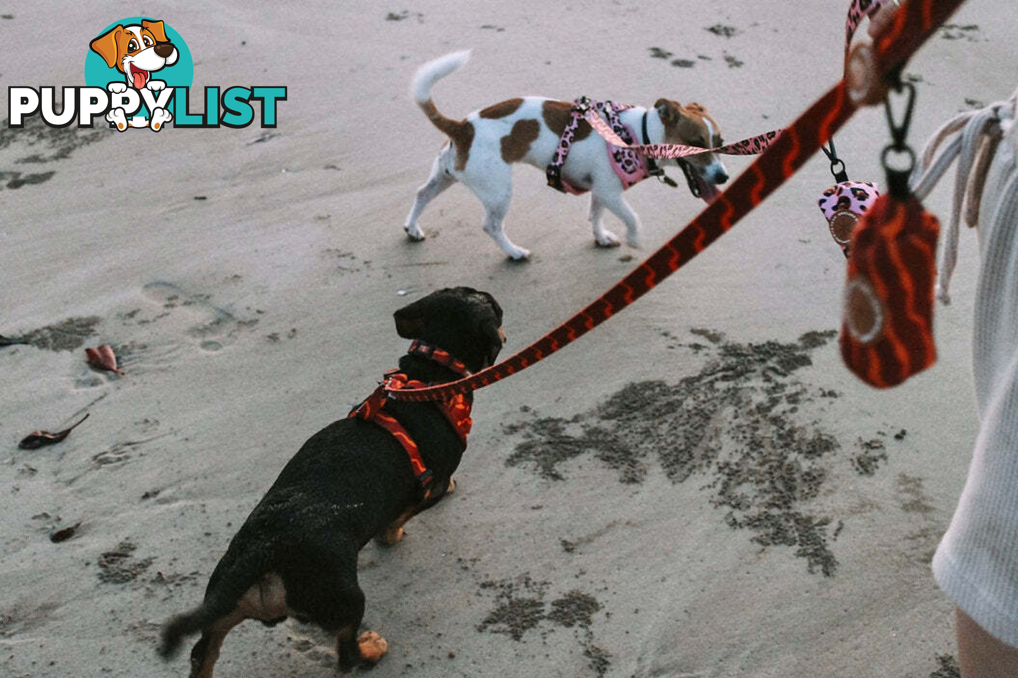 Designer Dog Harness by Explore with Paws - EWPHARPNKLN