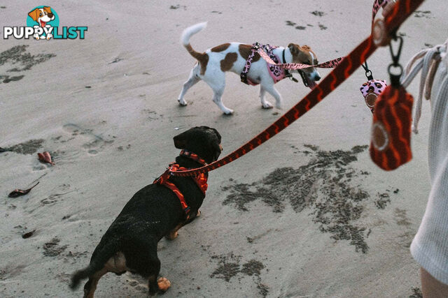 Designer Dog Harness by Explore with Paws - EWPHARPNKLN