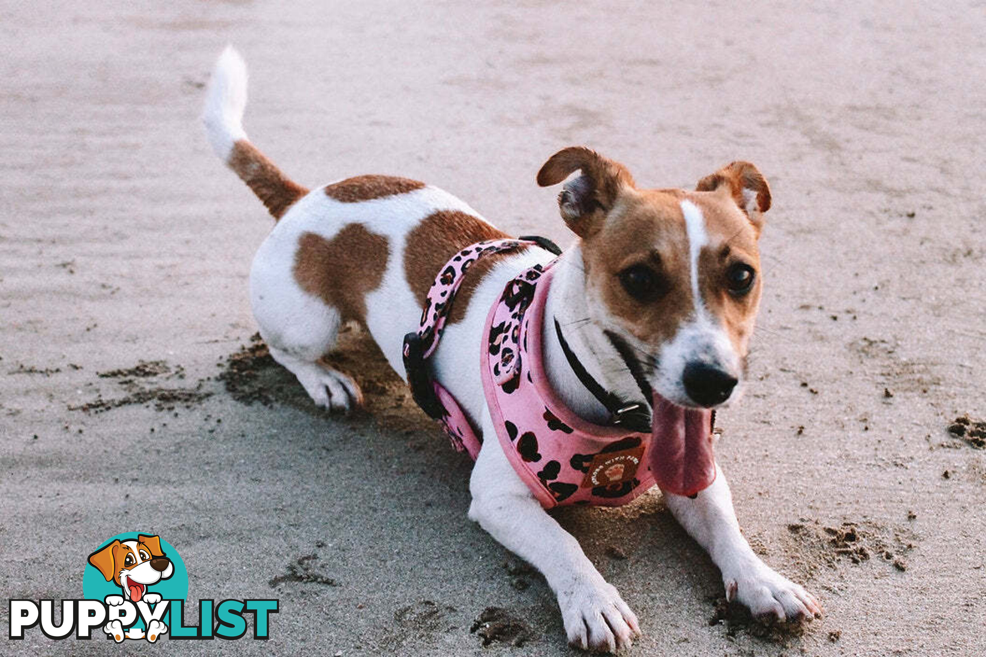 Designer Dog Harness by Explore with Paws - EWPHARPNKLN