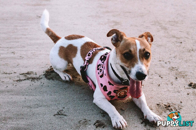 Designer Dog Harness by Explore with Paws - EWPHARPNKLN