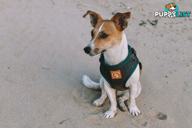 Designer Dog Harness by Explore with Paws - EWPHARPNKLN