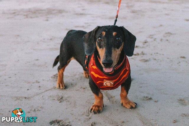 Designer Dog Harness by Explore with Paws - EWPHARPNKLN