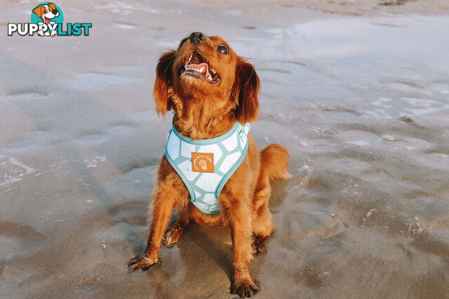 Designer Dog Harness by Explore with Paws - EWPHARPNKLN