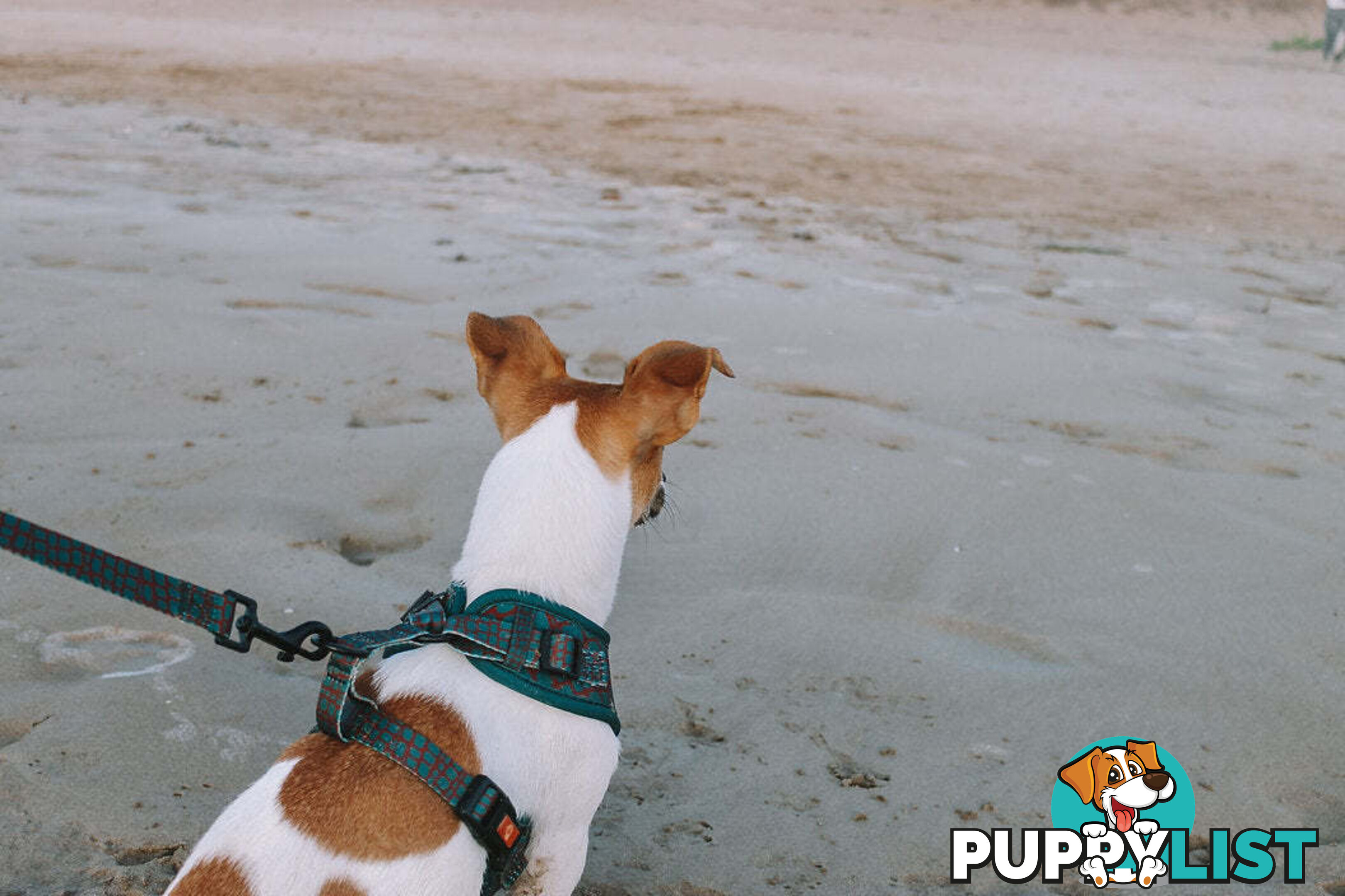 Designer Dog Harness by Explore with Paws - EWPHARPNKXSN