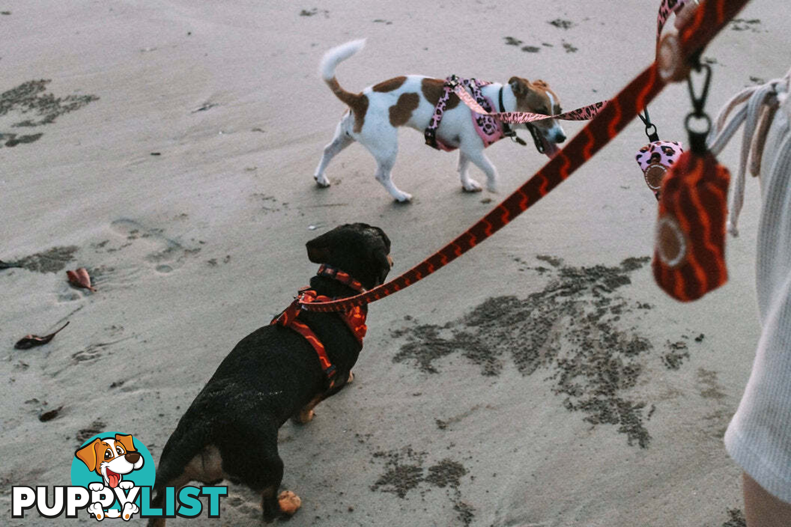 Designer Dog Harness by Explore with Paws - EWPHARPNKXSN