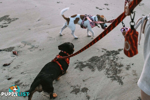 Designer Dog Harness by Explore with Paws - EWPHARPNKXSN
