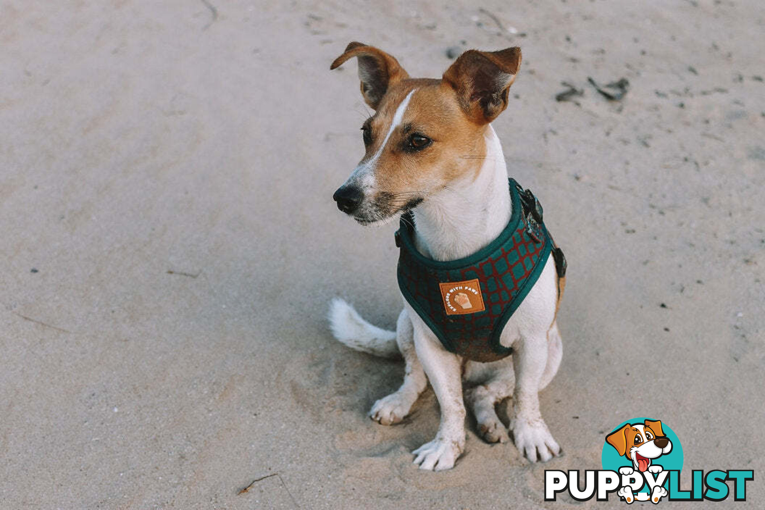 Designer Dog Harness by Explore with Paws - EWPHARPNKXSN