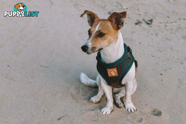 Designer Dog Harness by Explore with Paws - EWPHARPNKXSN