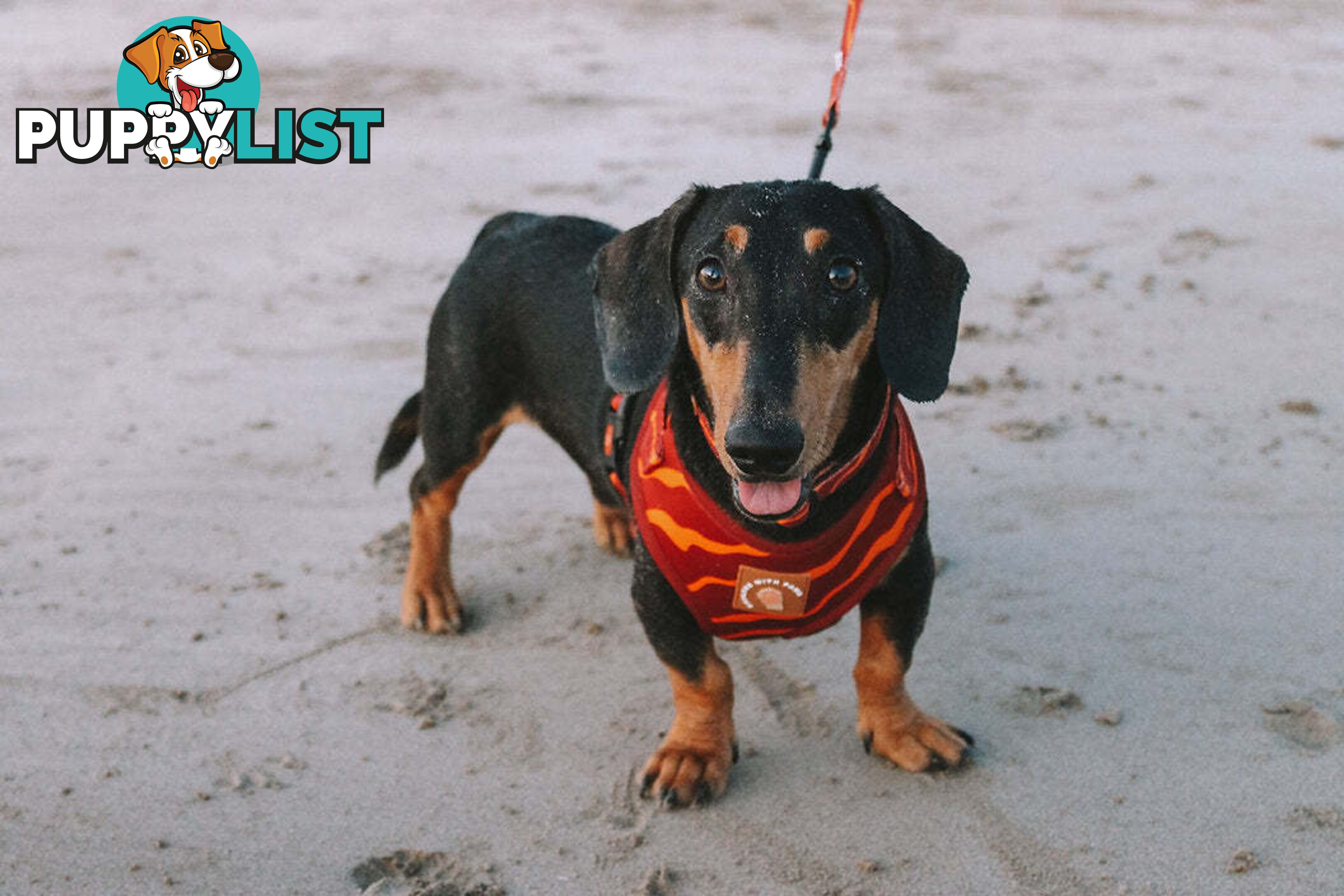 Designer Dog Harness by Explore with Paws - EWPHARPNKXSN