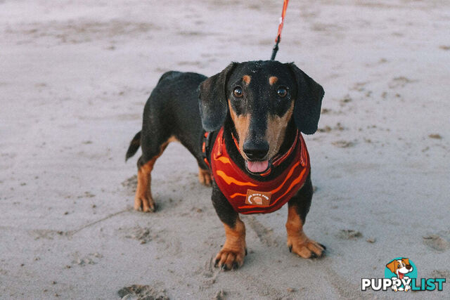 Designer Dog Harness by Explore with Paws - EWPHARPNKXSN