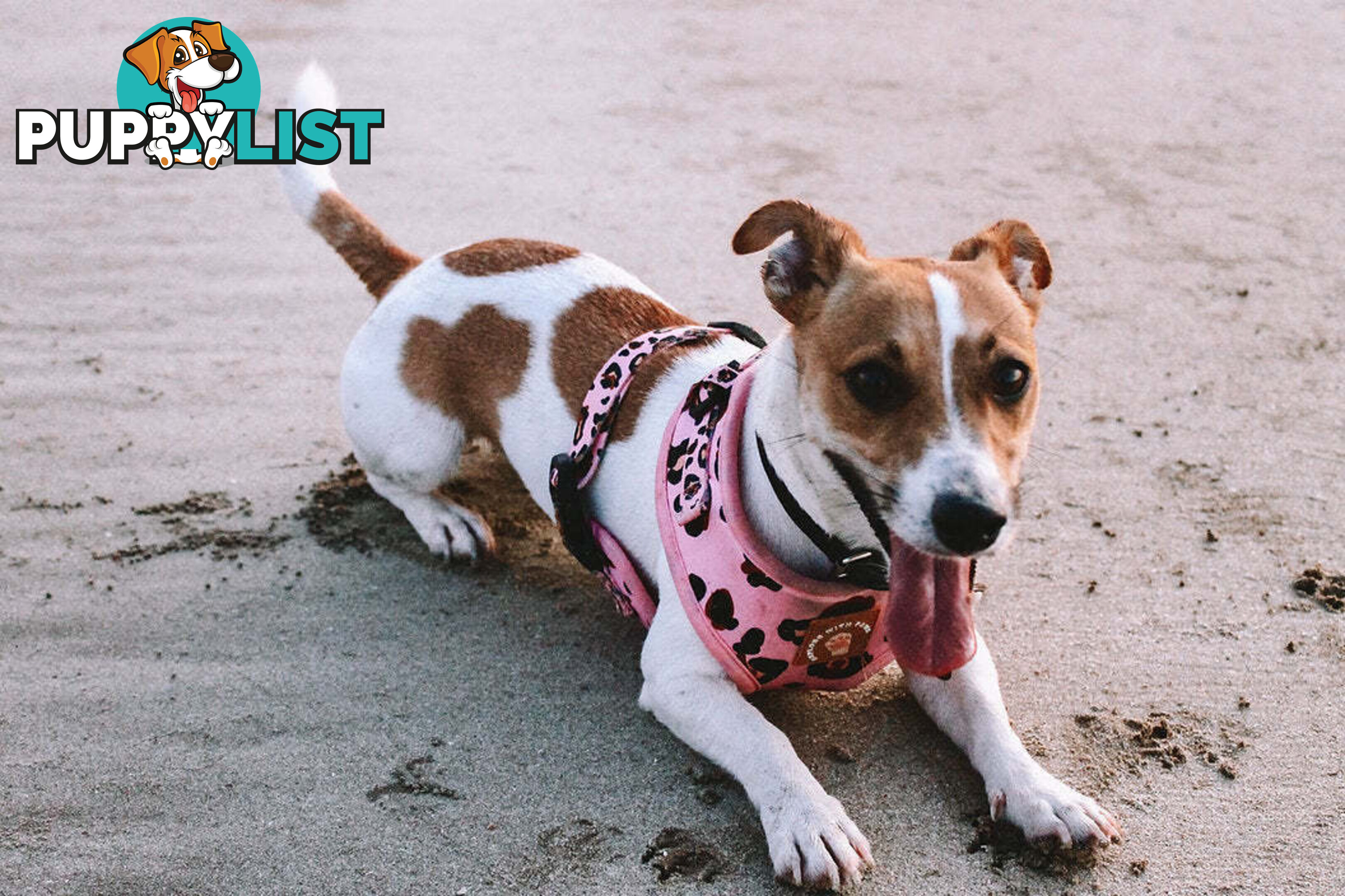 Designer Dog Harness by Explore with Paws - EWPHARPNKXSN