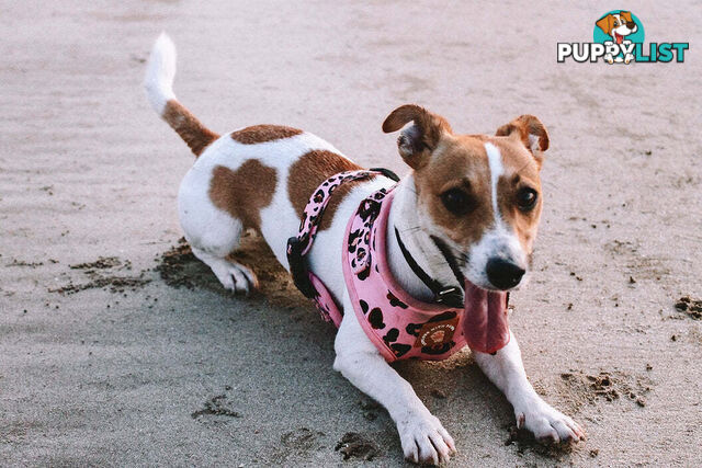 Designer Dog Harness by Explore with Paws - EWPHARPNKXSN