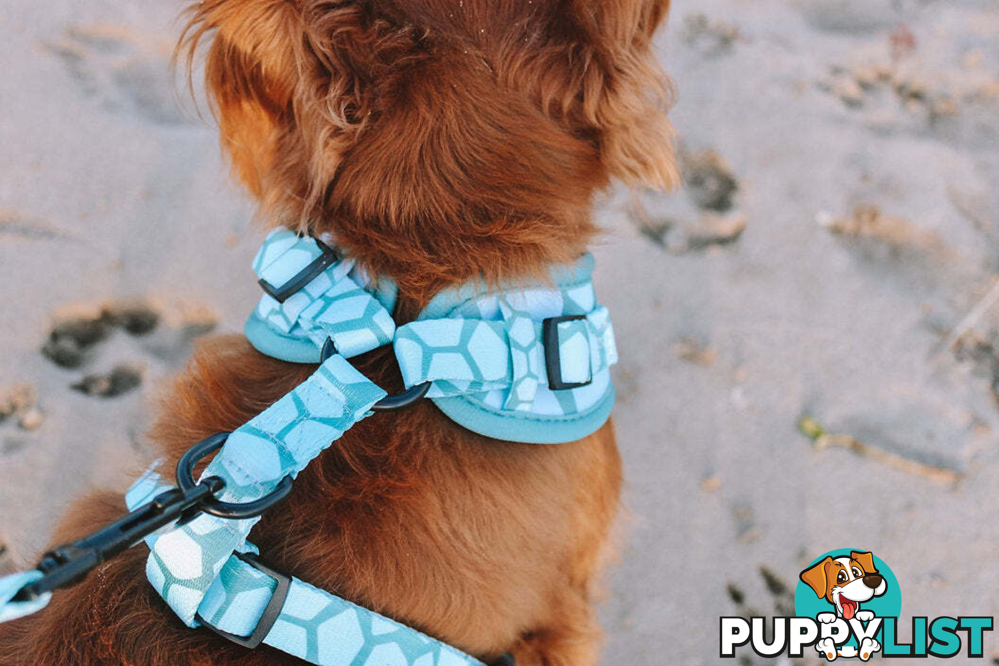 Designer Dog Harness by Explore with Paws - EWPHARPNKXSN