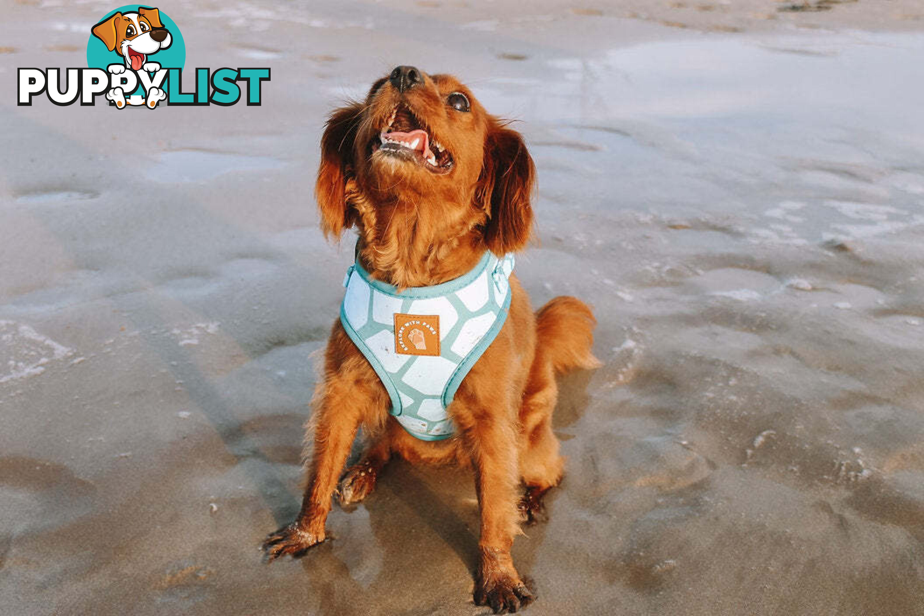 Designer Dog Harness by Explore with Paws - EWPHARPNKXSN