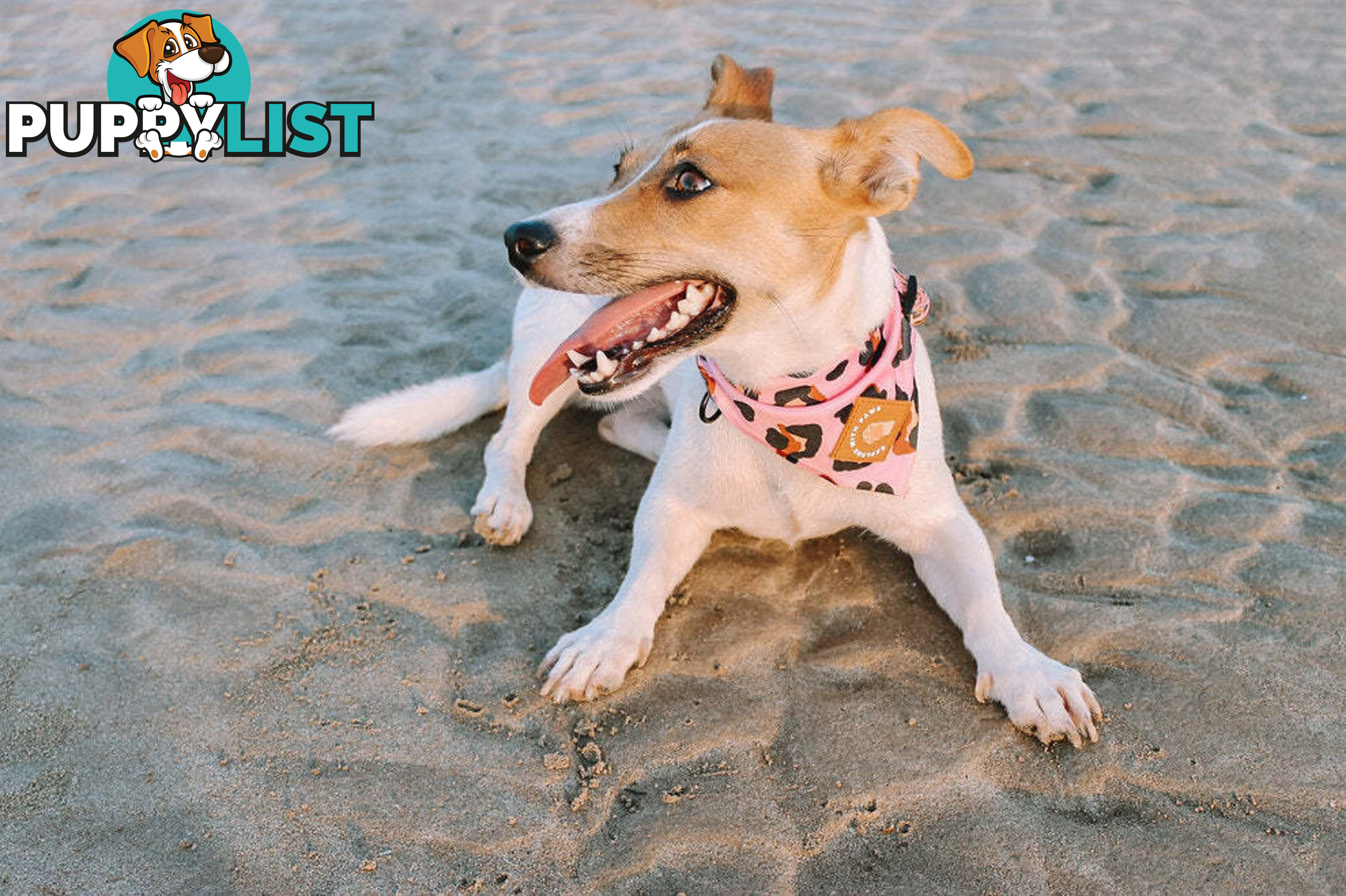Designer Dog Bandana's by Explore with Paws - EWPBANLTUR