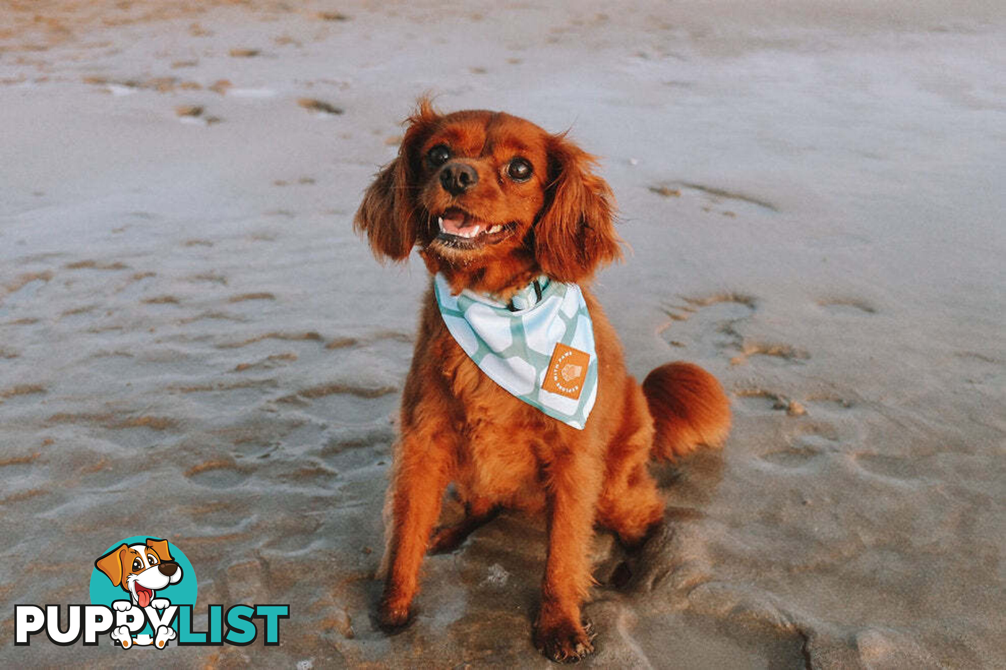 Designer Dog Bandana's by Explore with Paws - EWPBANMPNK