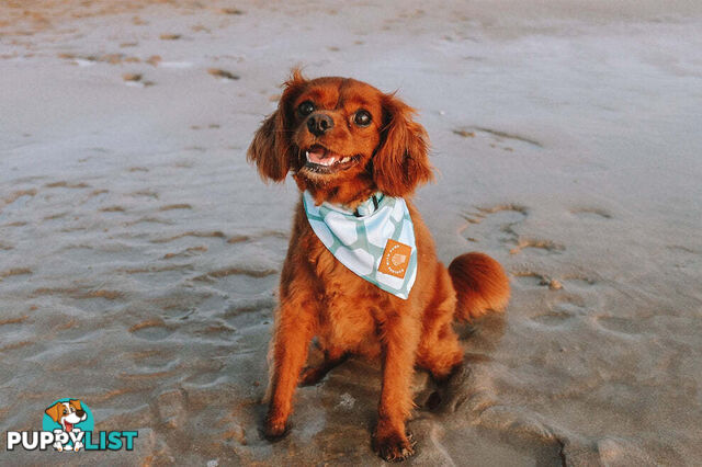 Designer Dog Bandana's by Explore with Paws - EWPBANMPNK