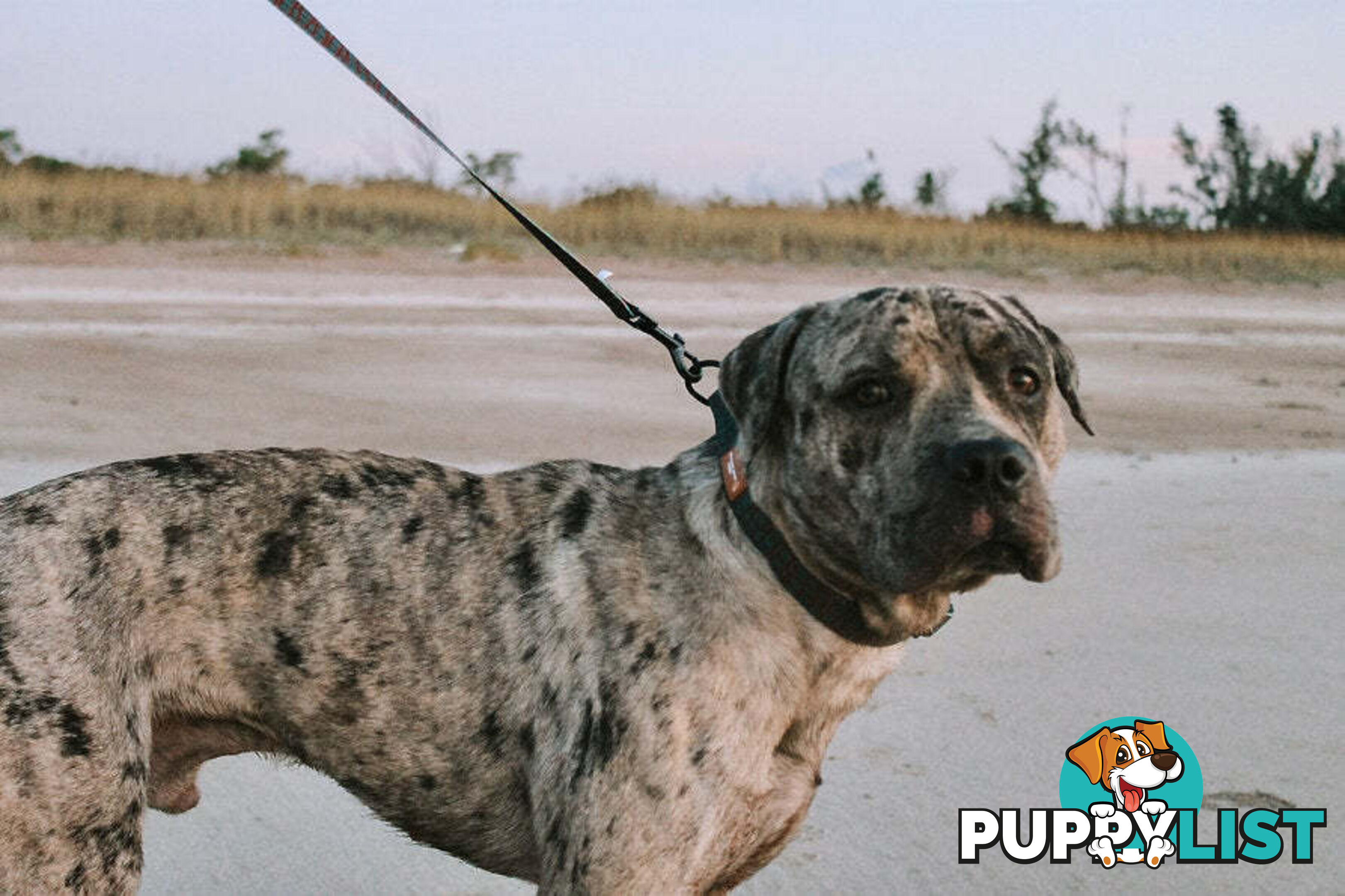 Designer Dog Collars by Explore with Paws - EWPCOLLTURN