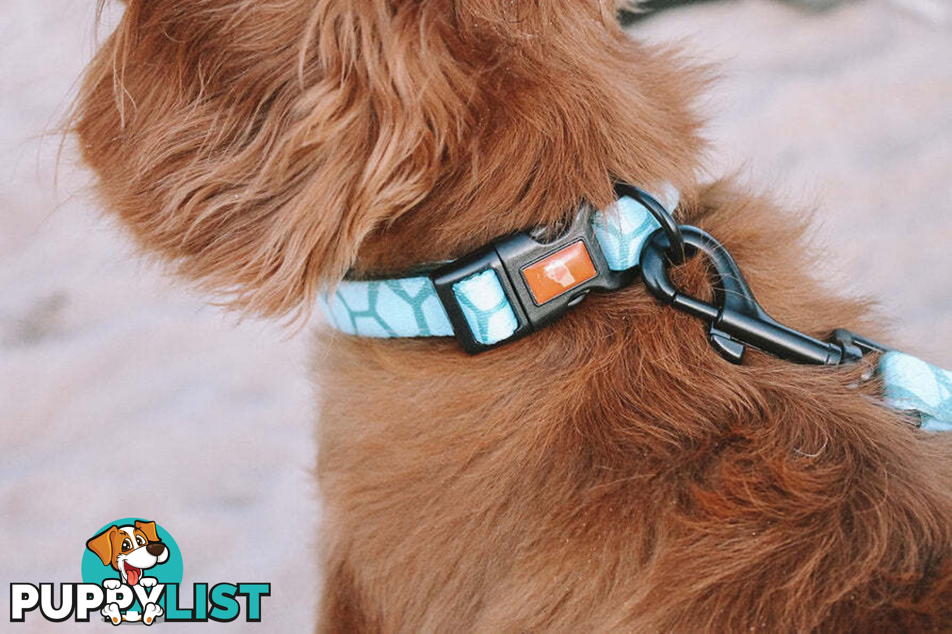 Designer Dog Collars by Explore with Paws - EWPCOLLTURN